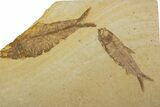 Plate With Two Fossil Fish (Knightia) - Wyoming #373860-1
